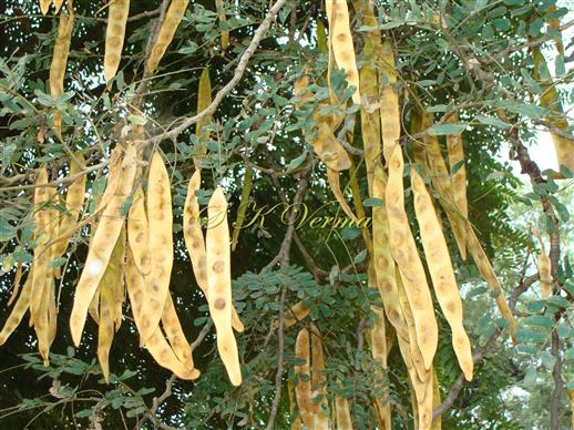  Fruits
